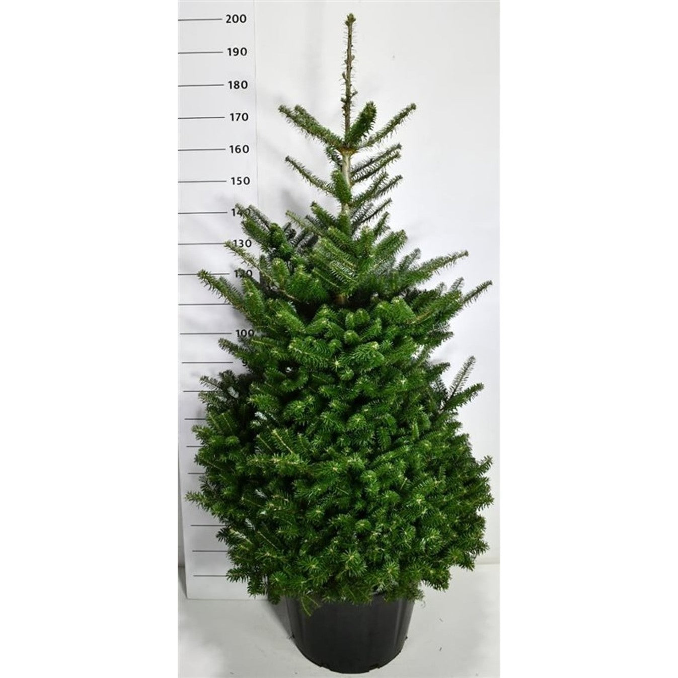 Koreagran – Abies koreana - C65 125-150 cm.